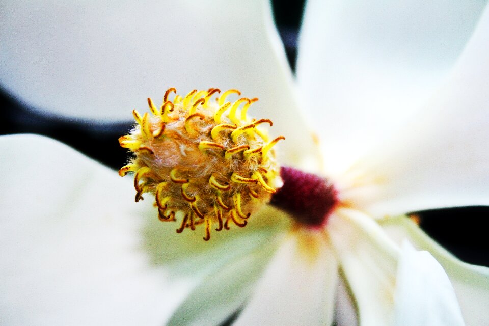 Southern blossom spring