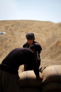 Ezidi workers and administrators packing grain in summer of 2019 at the grain processing center in Shingal 09