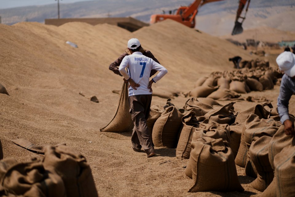 Ezidi workers at the barley and wheat depot in Shingal (Sinjar) packing grains into sacks in summer of 2019 09