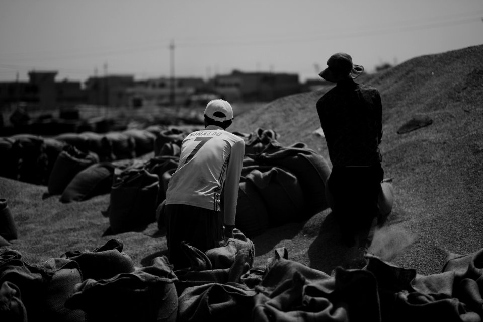 Ezidi workers at the barley and wheat depot in Shingal (Sinjar) packing grains into sacks in summer of 2019 23