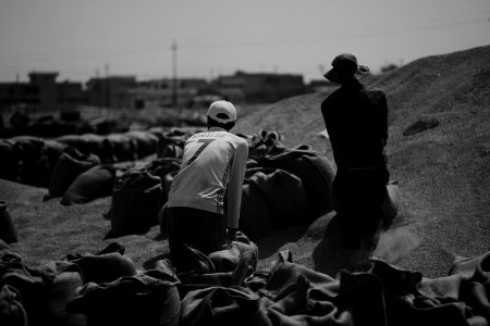 Ezidi workers at the barley and wheat depot in Shingal (Sinjar) packing grains into sacks in summer of 2019 23