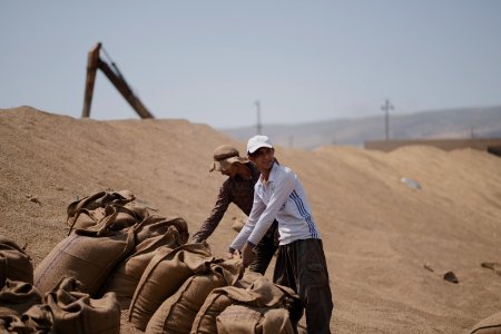 Ezidi workers at the barley and wheat depot in Shingal (Sinjar) packing grains into sacks in summer of 2019 10