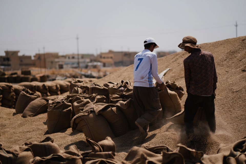 Ezidi workers at the barley and wheat depot in Shingal (Sinjar) packing grains into sacks in summer of 2019 17