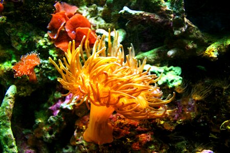 Corral underwater jelly