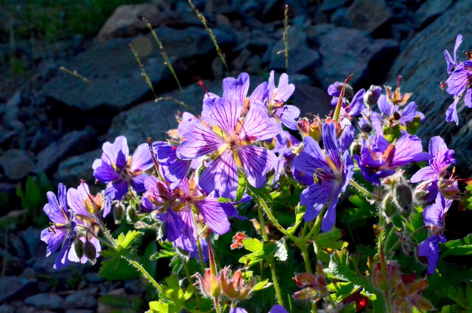 Spring flowers green turkey plant