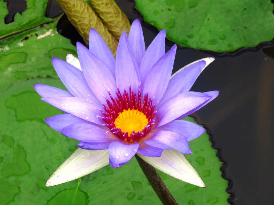 Lilly flower flower lilly