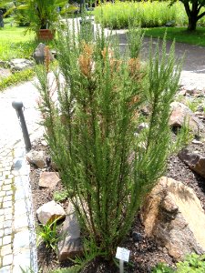 Fabiana imbricata - Palmengarten Frankfurt - DSC01900