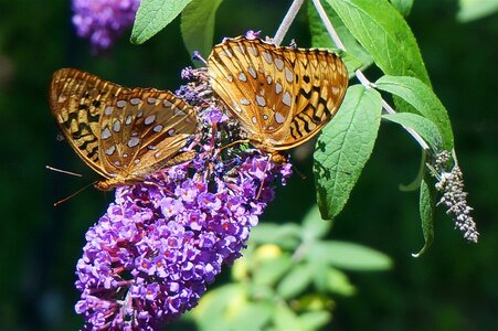 Insect butterfly bush flowers
