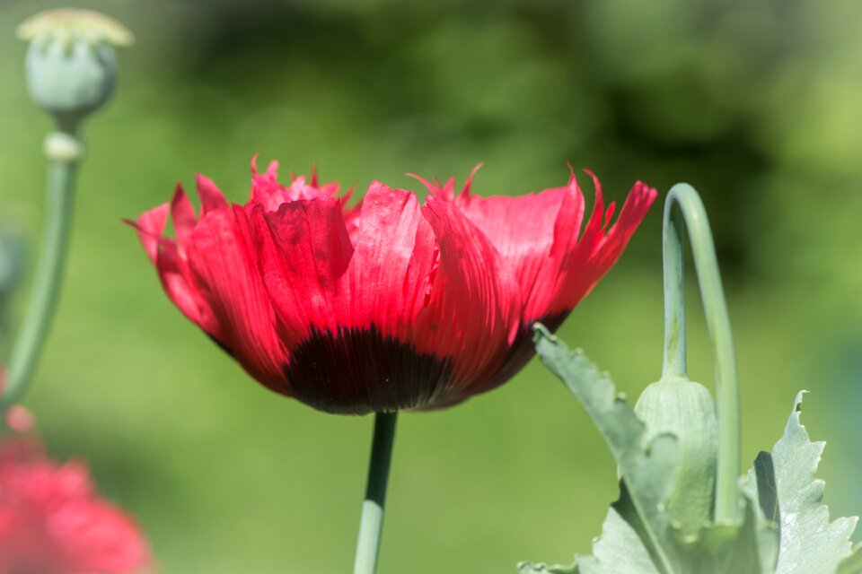 Poppy flower flower blossom