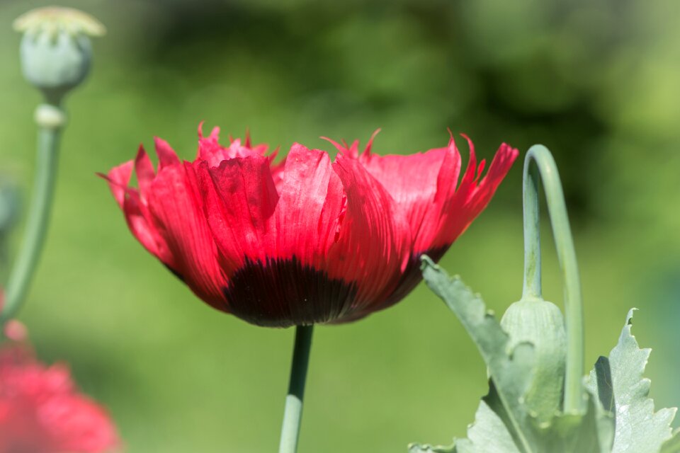 Poppy flower flower blossom photo