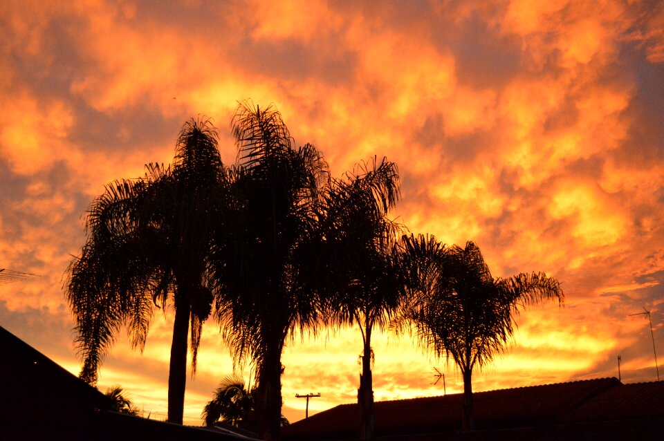 Orange trees landscape