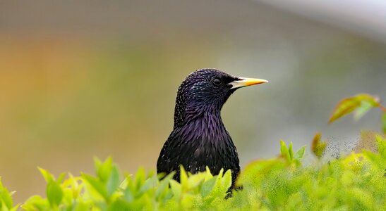 Animal colorful nature