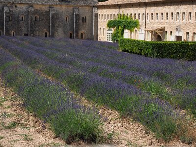 Lavender field abbaye de sénanque monastery photo
