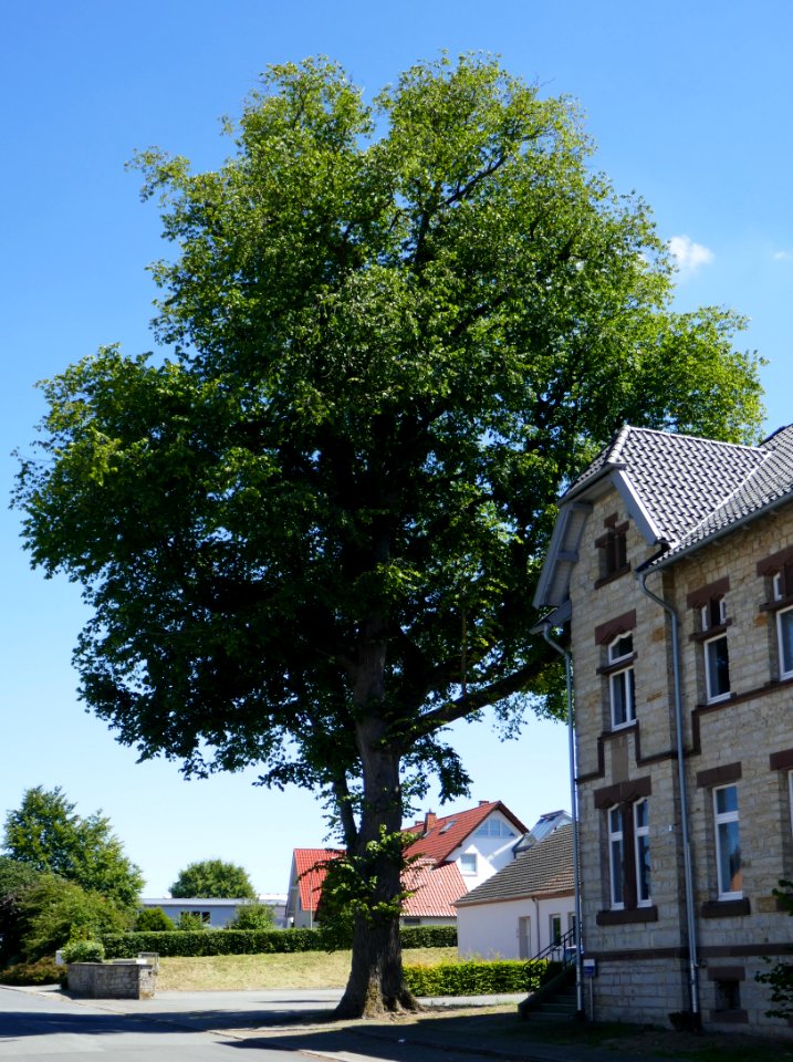 Fürstenberg - Bergulme an der Poststraße
