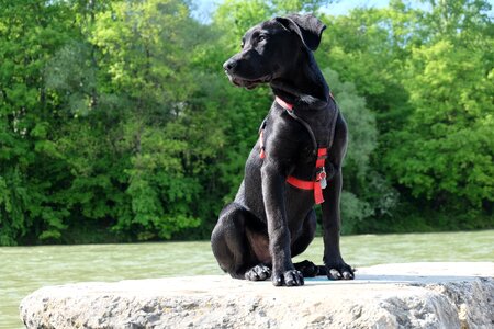 Labrador purebred dog puppy photo