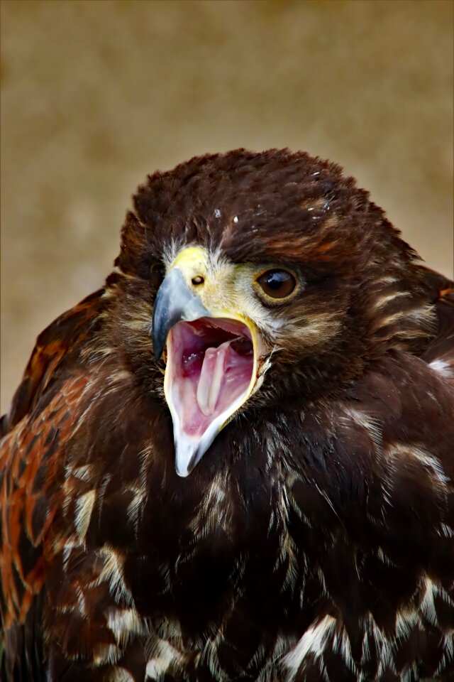 Bird nature predator