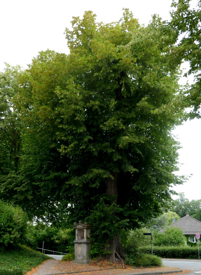 Fürstenberg - „Klosterlinde“