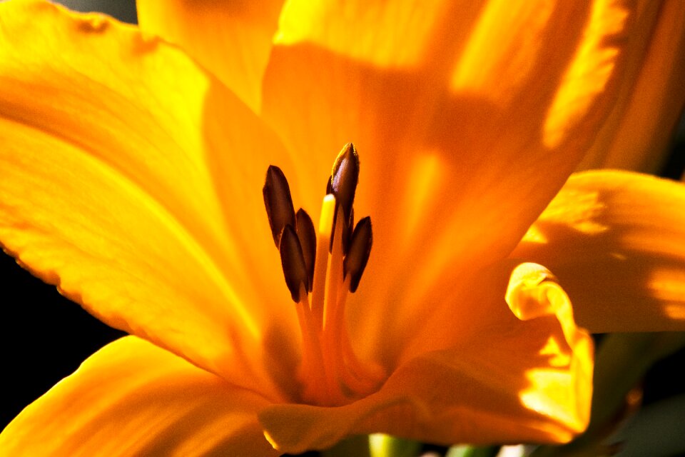 Flower plant nature