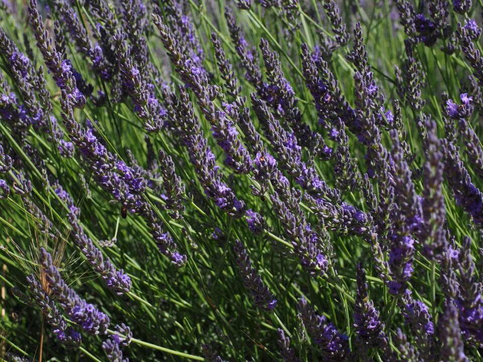 Lavender field lavender blossom lavender cultivation