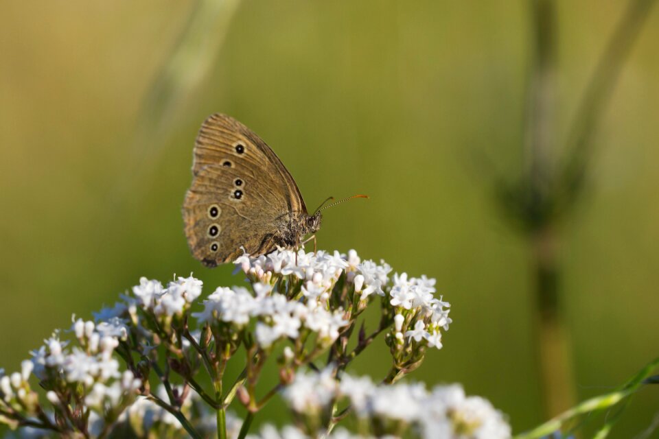 Insect macro summer