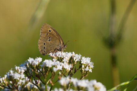 Insect macro summer photo