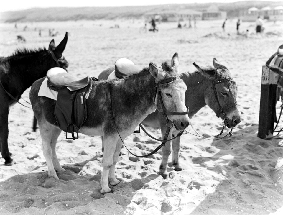 Ezeltjes op het strand in Scheveningen, Bestanddeelnr 189-0740