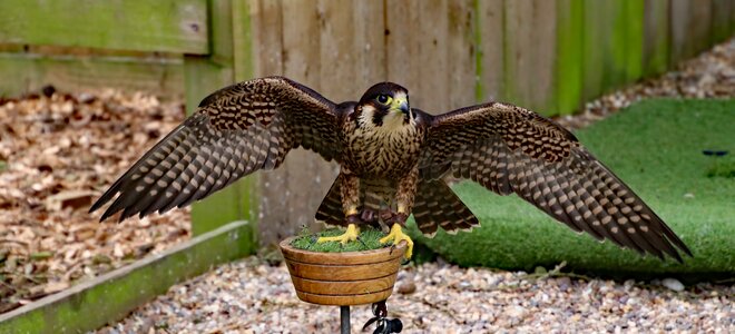 Predator raptor prey photo