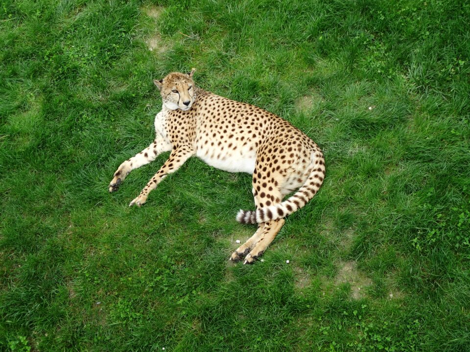 Tonis zoo animal big cat