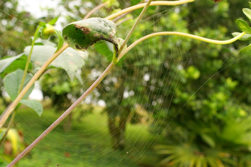 Field armenia quindio