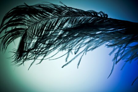 Strauss close up bird feather