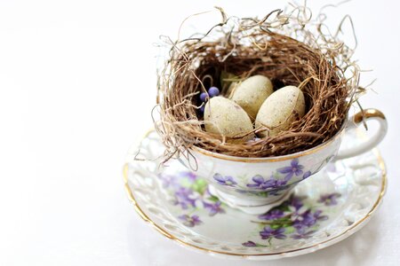 Nest eggs bird's eggs