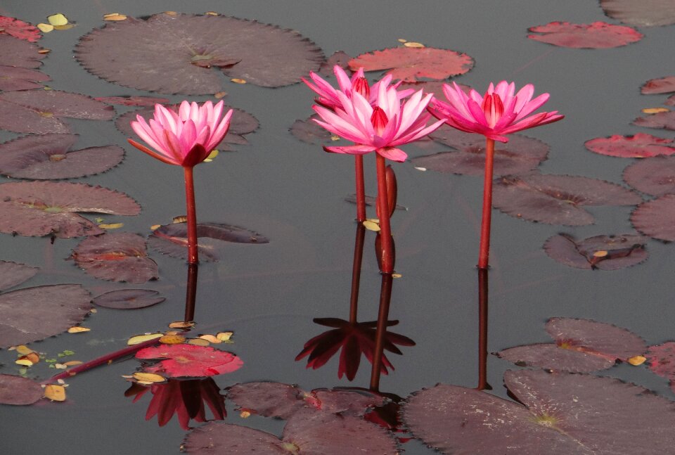 Red water lily lal shapla lal kamal