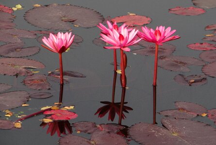 Red water lily lal shapla lal kamal photo