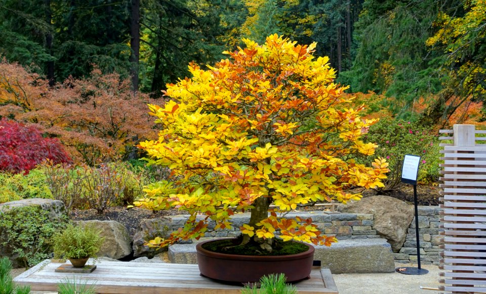 Fagus sylvatica - Portland Japanese Garden - Portland, Oregon - DSC08164