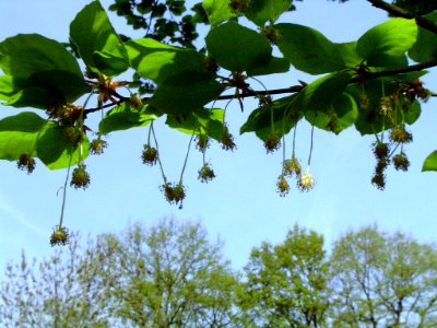 Fagus Sylvatica, flowering