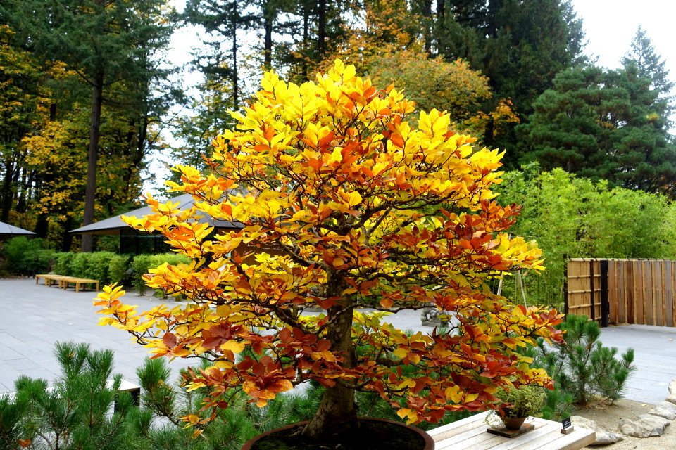 Fagus sylvatica - Portland Japanese Garden - Portland, Oregon - DSC08155