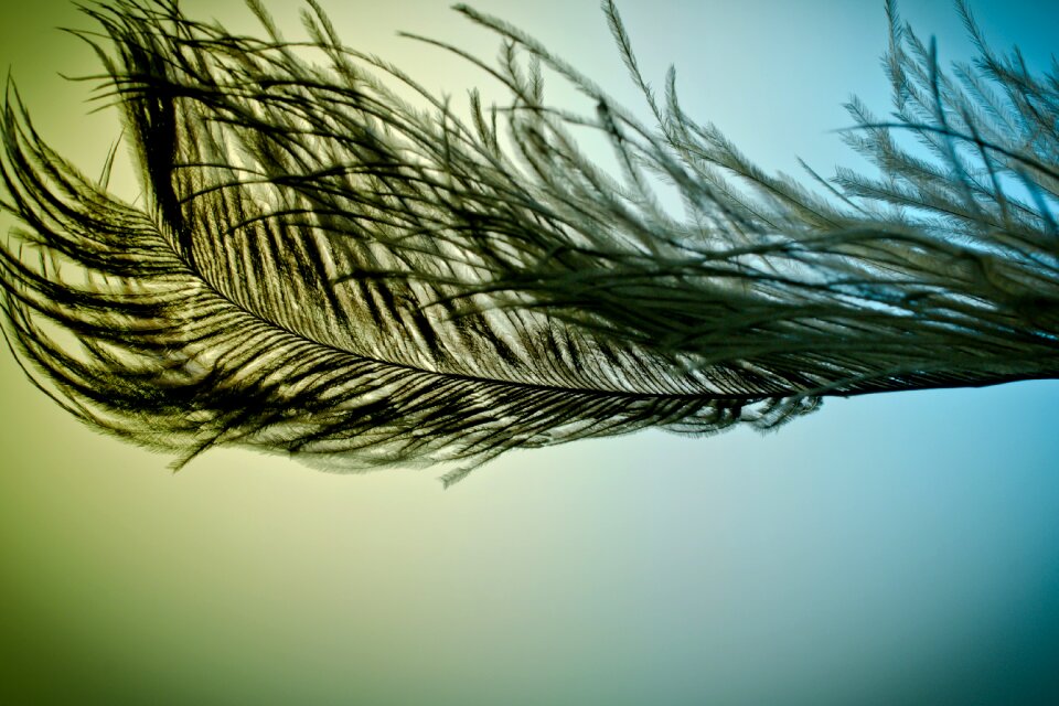 Strauss close up bird feather