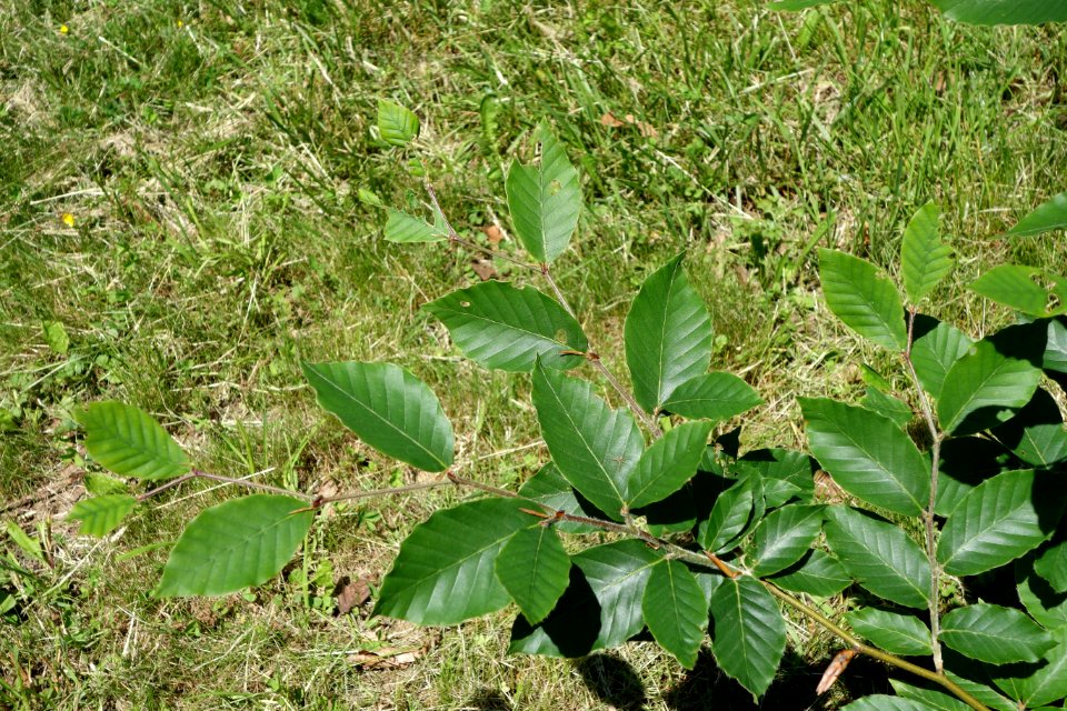 Fagus orientalis - Arnold Arboretum - DSC06851