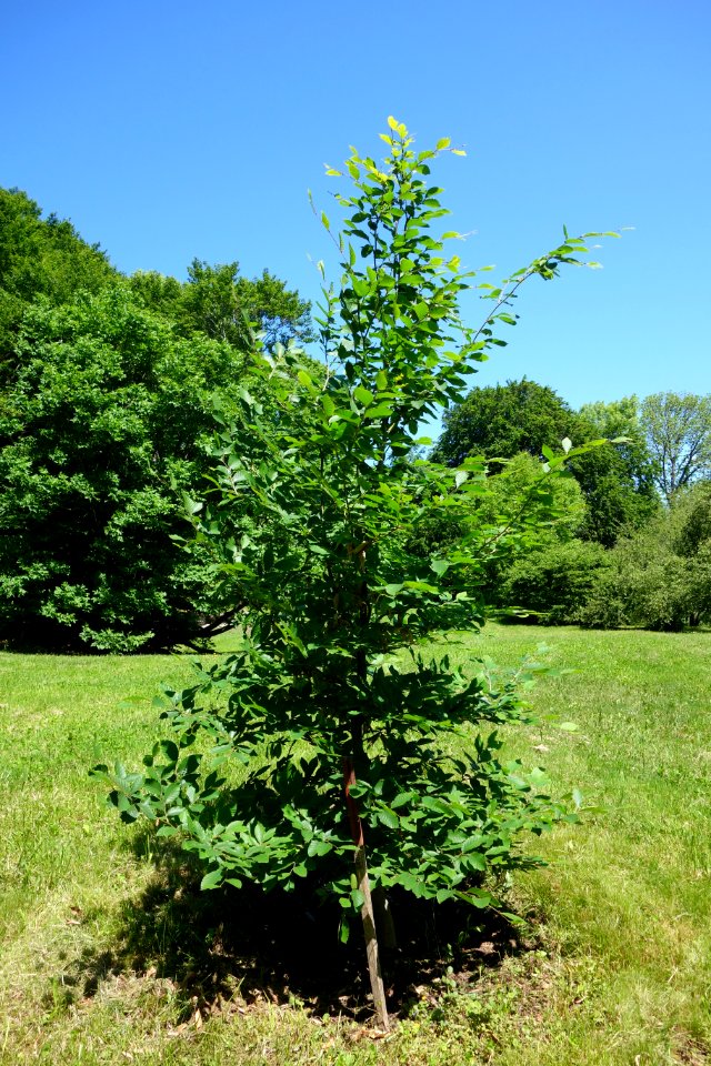 Fagus orientalis - Arnold Arboretum - DSC06847