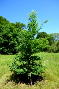 Fagus orientalis - Arnold Arboretum - DSC06847