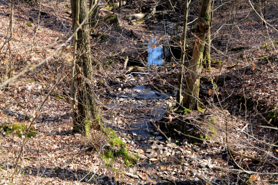 Fahrenbach Taunus 2021-04-02 02