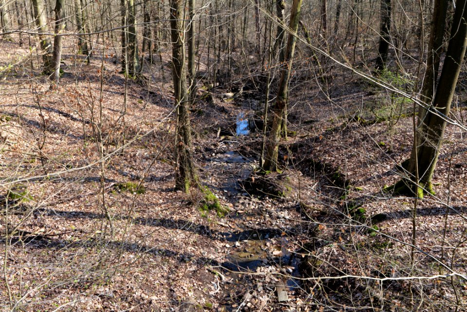 Fahrenbach Taunus 2021-04-02 03