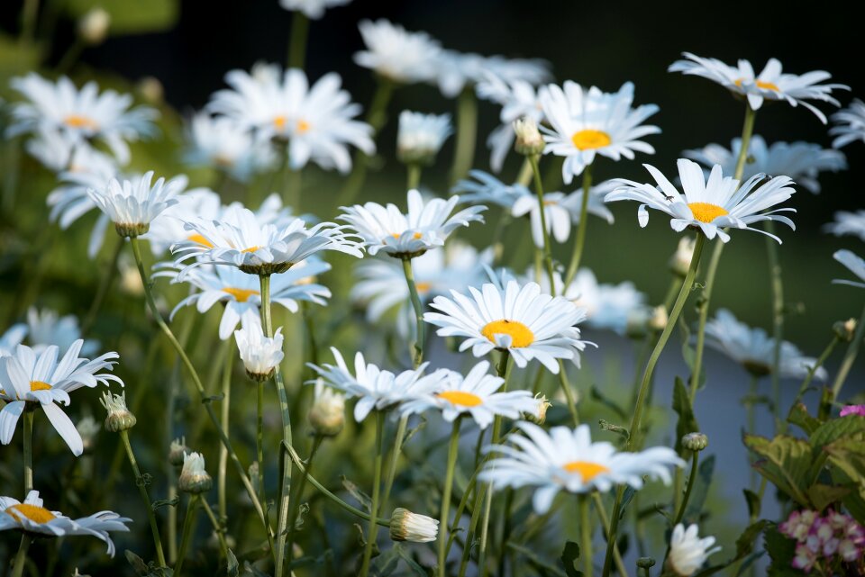 Flower white white flower