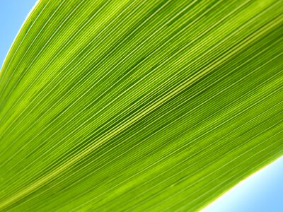 Texture natural texture plant architecture photo