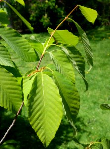 Fagus engleriana - Morris Arboretum - DSC00476