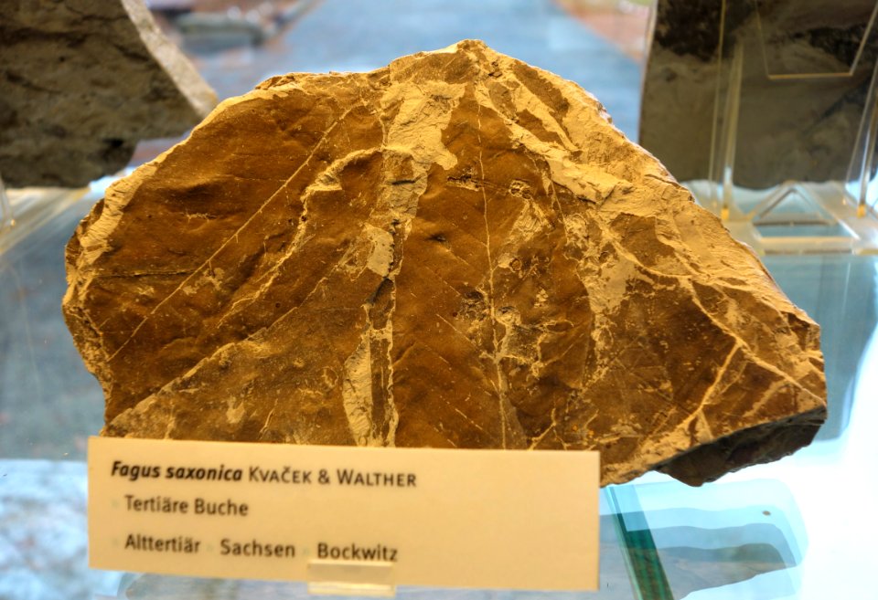 Fagus saxonica fossil - Botanischer Garten, Dresden, Germany - DSC08482