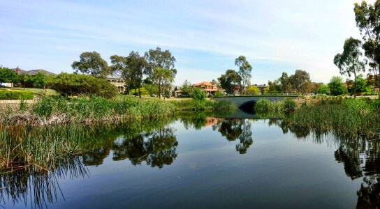 Peaceful water reeds australian trees photo