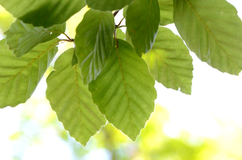 Fagus sylvatica leaves