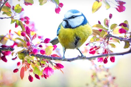 Spring blue nature