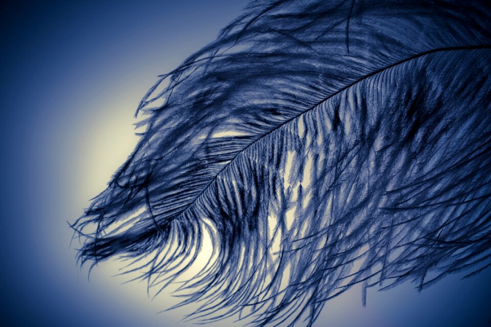 Strauss close up bird feather